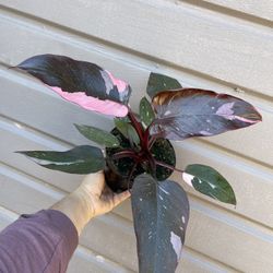 6” pink princess philodendron