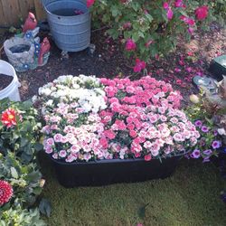 Med Baskets -3~$25 Large Baskets 2~$30 Large Pots~$20 Carnations 2~$25 Or 4~$40