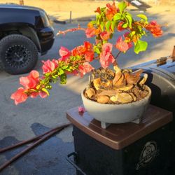 Bonsai Tree 2years Ol