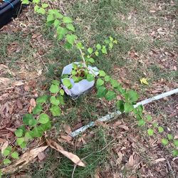 Boganvilea Flower Plant 