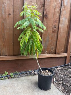 Curry leaves plant