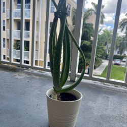 Medicinal Aloe Real Plant With Pot