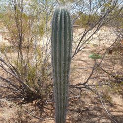 🔥Known For Fake Saguaro, Mexican Cordon Cactus 🌵