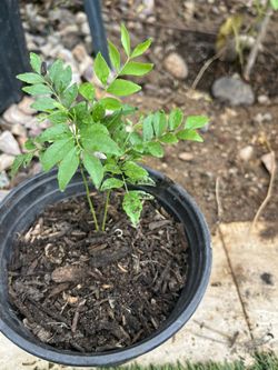Curry Leaf Plant In 1/2gallon Pot 1 Year Old