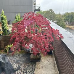 Beautiful Sherwood Flame Japanese Maple Tree