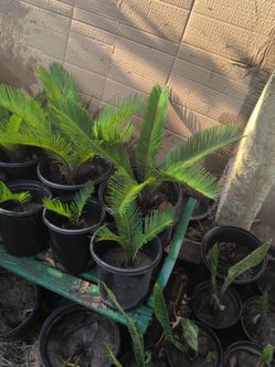 Saga palm ,palma saga