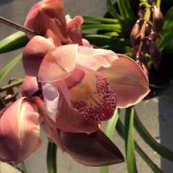 Cymbidium Orchid 
