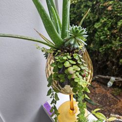 Plant Succulent In Cute Glass Vase, Inside Or Outside 