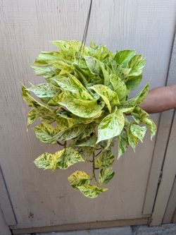 6” snow queen Pothos
