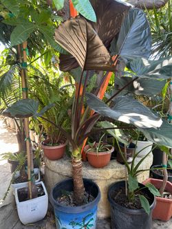 Alocasia elephant ear ‘Metalhead’