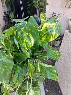 XLG Golden Pothos Plant $35