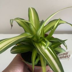 Hawaiian spider plant in 5” pot