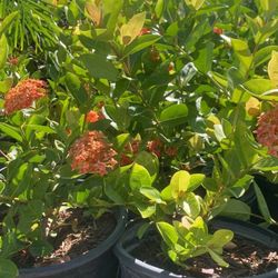 🌺Orange Lava Plants🌺