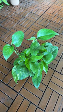 Golden Pothos plant 4”