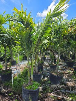 Christmas palms over 8 feet tall Instant privacy Hedge and decoration
