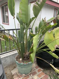 San Pedro