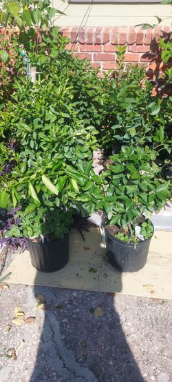 Citrus trees