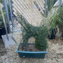 Bushes With Design Horse, Cactus,dog, Mushroom,dolphin,turtle, Hummingbird The Prices Are 45-85