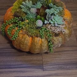 Pumpkin Succulents 