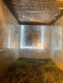 Newly grown darf grass and tiny leaf grass its only been 2 weeks it can take a month to full grow u wanna keep ur light on put plant food in it i can 