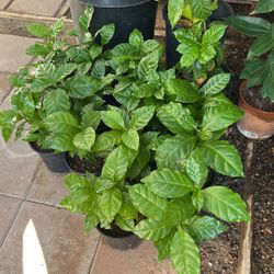 Coffee  Plants