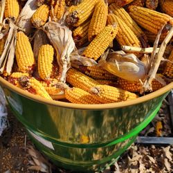 55 Gal Drum Full Cobb Corn With Locking Lids