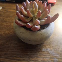 Fake Plant 