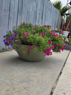 Elegant Concrete Plant Pot