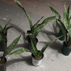 Snake plants Jaboa