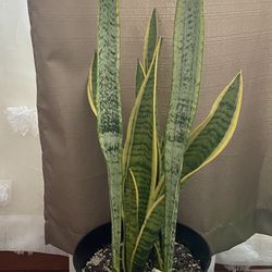 Snake Plant