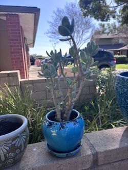 Lovely Succulent For Sale 