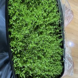 Monte Carlo Aquarium Plants