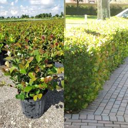 Cocoplum Plant In 3 Gal Great For Hedges 