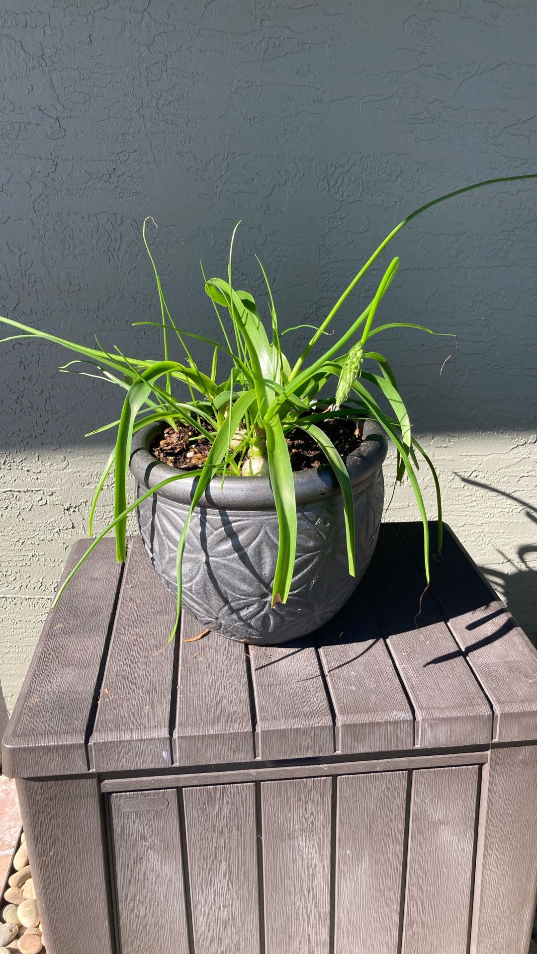 Blooming Pregnant Onion Plant In 12” Decorative Clay Pot