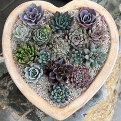 Love Is In The Air…💕For Your Succulent Valentine! 💘 