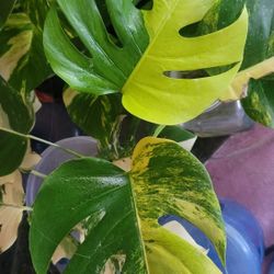 Monstera Aurea Marmorata 