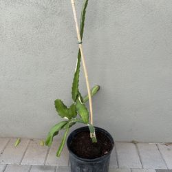 Dragon Fruit Plant