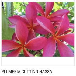 Plumeria Cuttings (Hawaiian Lei Flowers)