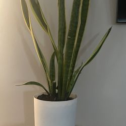 Snake/mother In Law’s Tongue 