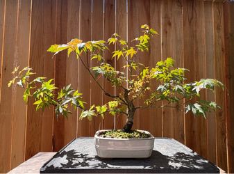 Japanese maple bonsai / A17
