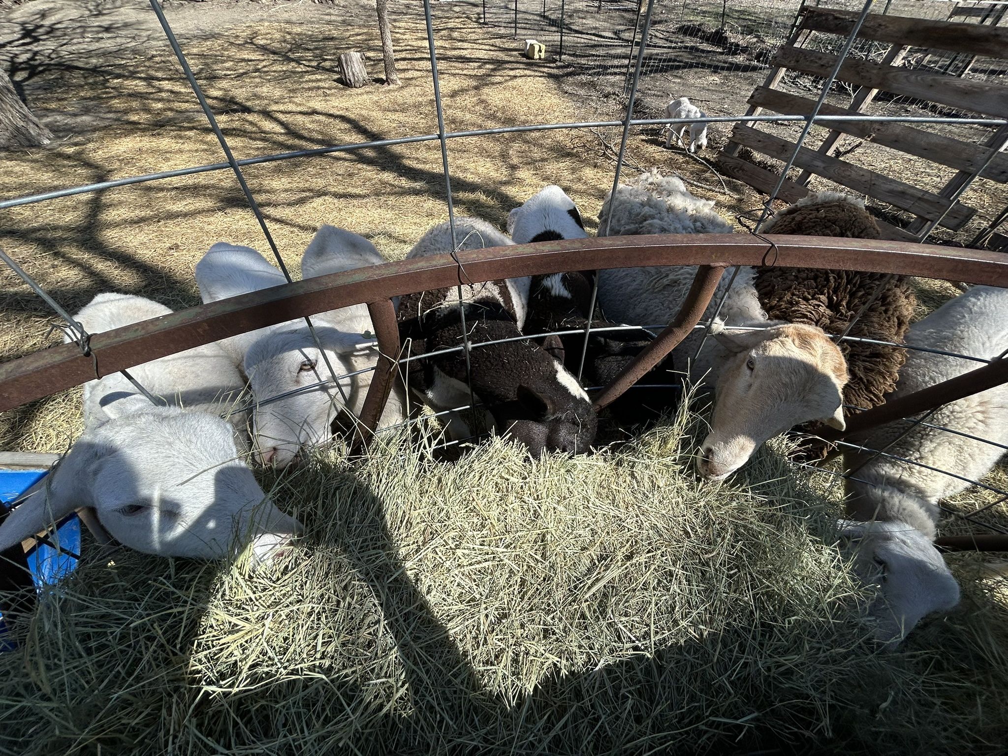 Sheeps For Sale Princeton TX. DFW Area. NTX