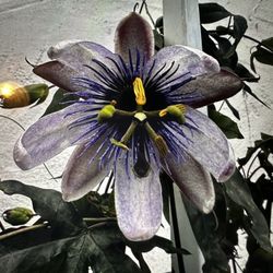Purple Passion Vine Flower 