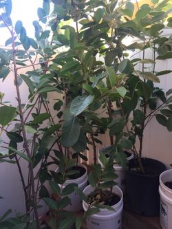 Plant guava farm garden
