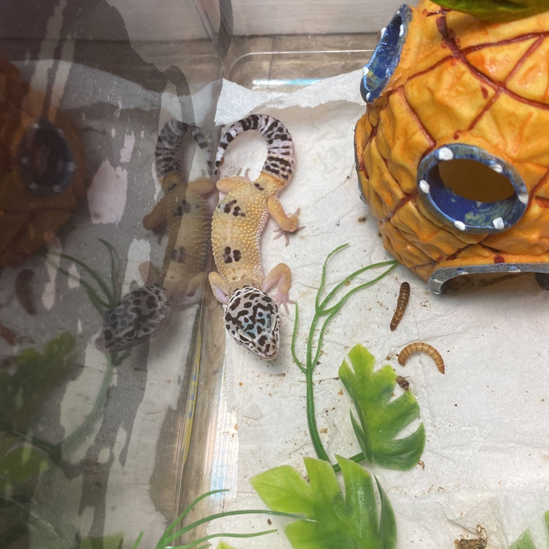 I’m Selling This Beautiful Baby Gecko, For 65 Dollars, It’s Super Smart And Lovely , 