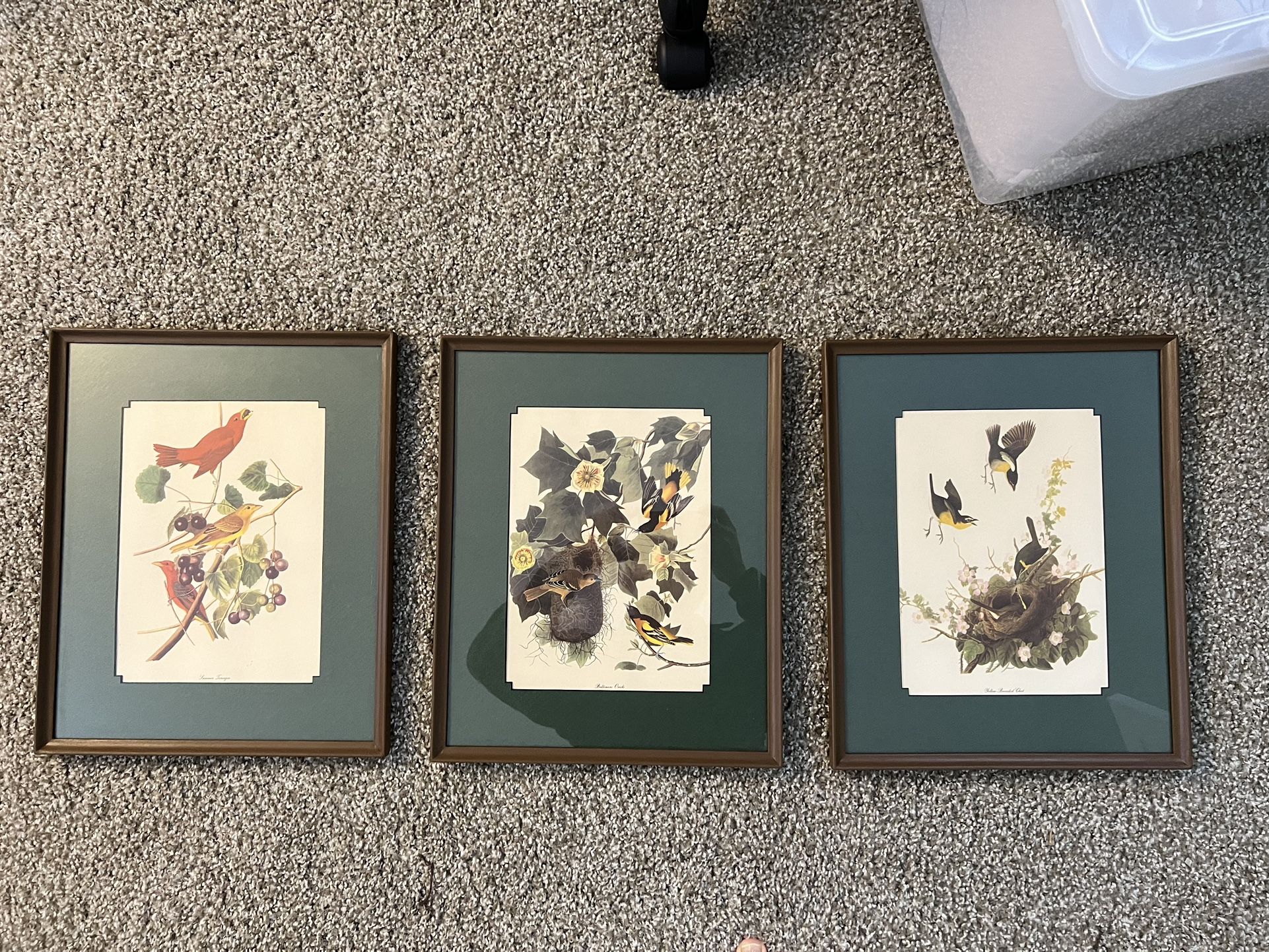 Vintage Birds Framed Wall Art Print