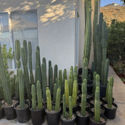 San Pedro Cactus 