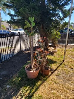 Free Plants