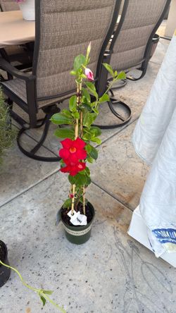 Red Climbing Mandeville