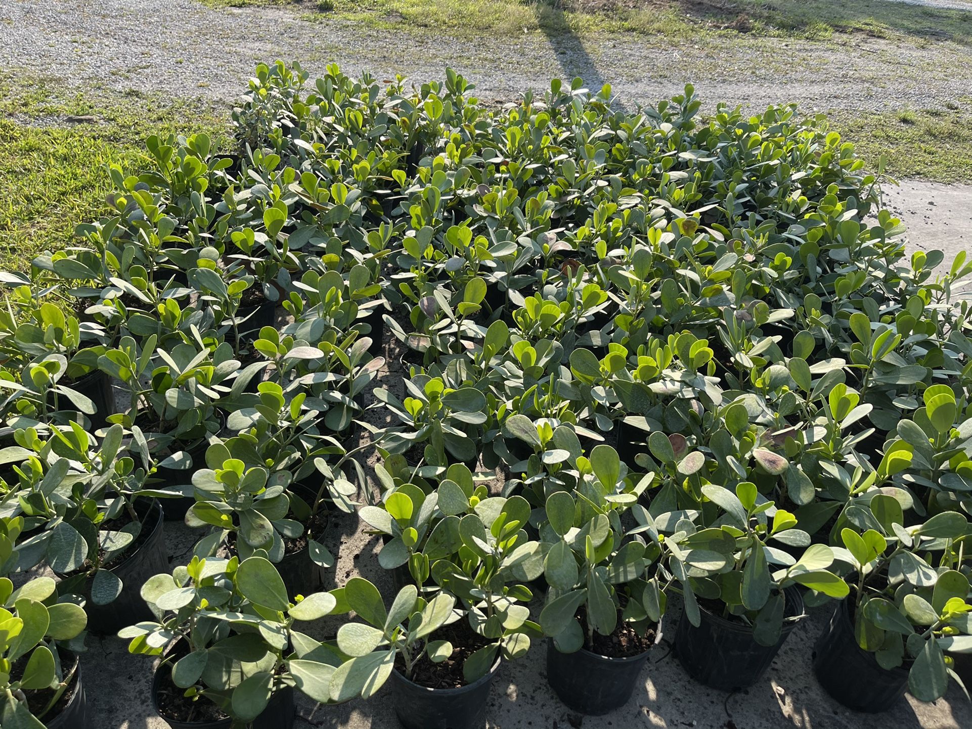 Clusias 3-Gallons For $5 Each