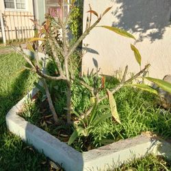 Hawaiian Plant Beautiful  Plumeria Pink Color $25 Each One